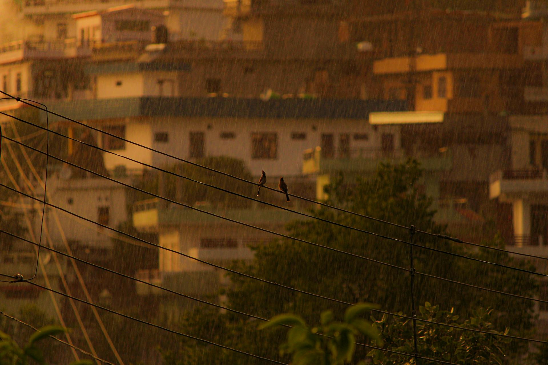 Rainy Urban Scene with Birds on Wires