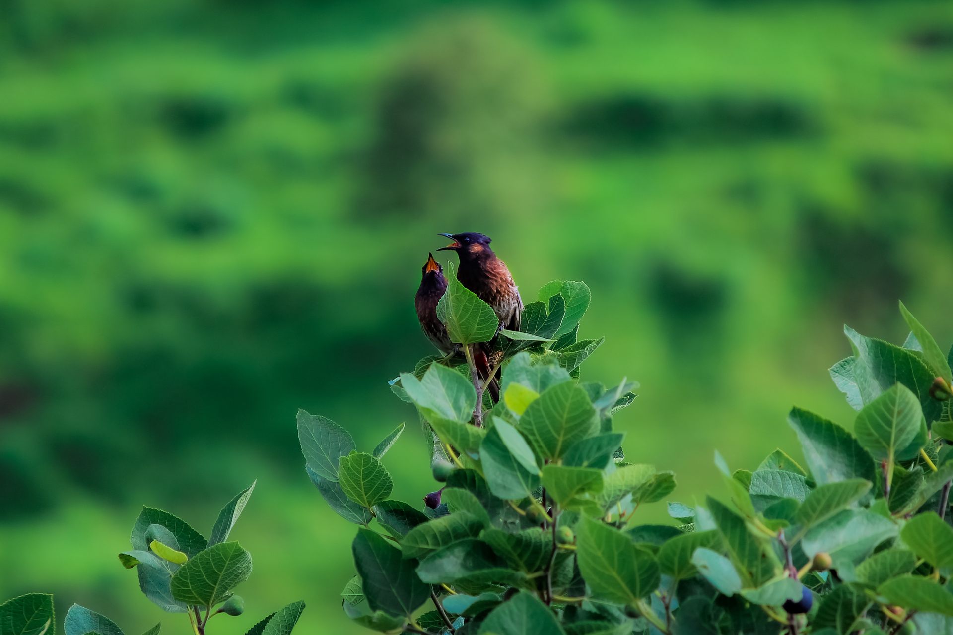 Two birds perched on vibrant green foliage in a serene natural setting.