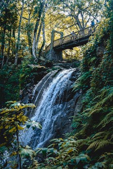 郁郁葱葱的树叶环绕着森林中的木桥，桥下是层层叠叠的美丽瀑布