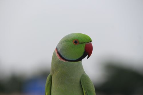 Free Close-up of a rose-ringed parakeet with vibrant green plumage, outdoors. Stock Photo