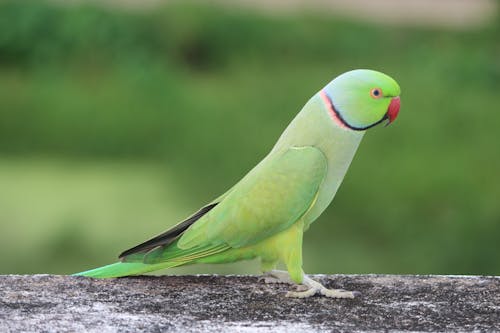 Why Indian Parrots Scream Louder Before a Monsoon Downpour