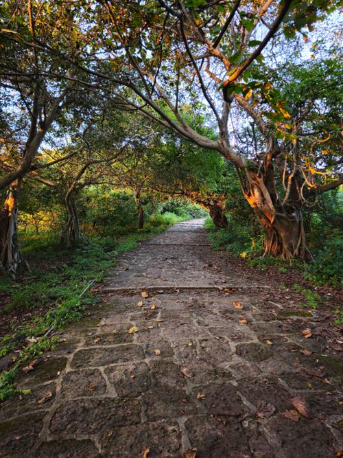 Free A tranquil forest path with sunlit trees creating a peaceful, natural atmosphere. Stock Photo
