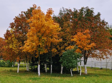 Colorful autumn trees with vibrant leaves in a serene park setting during fall season.