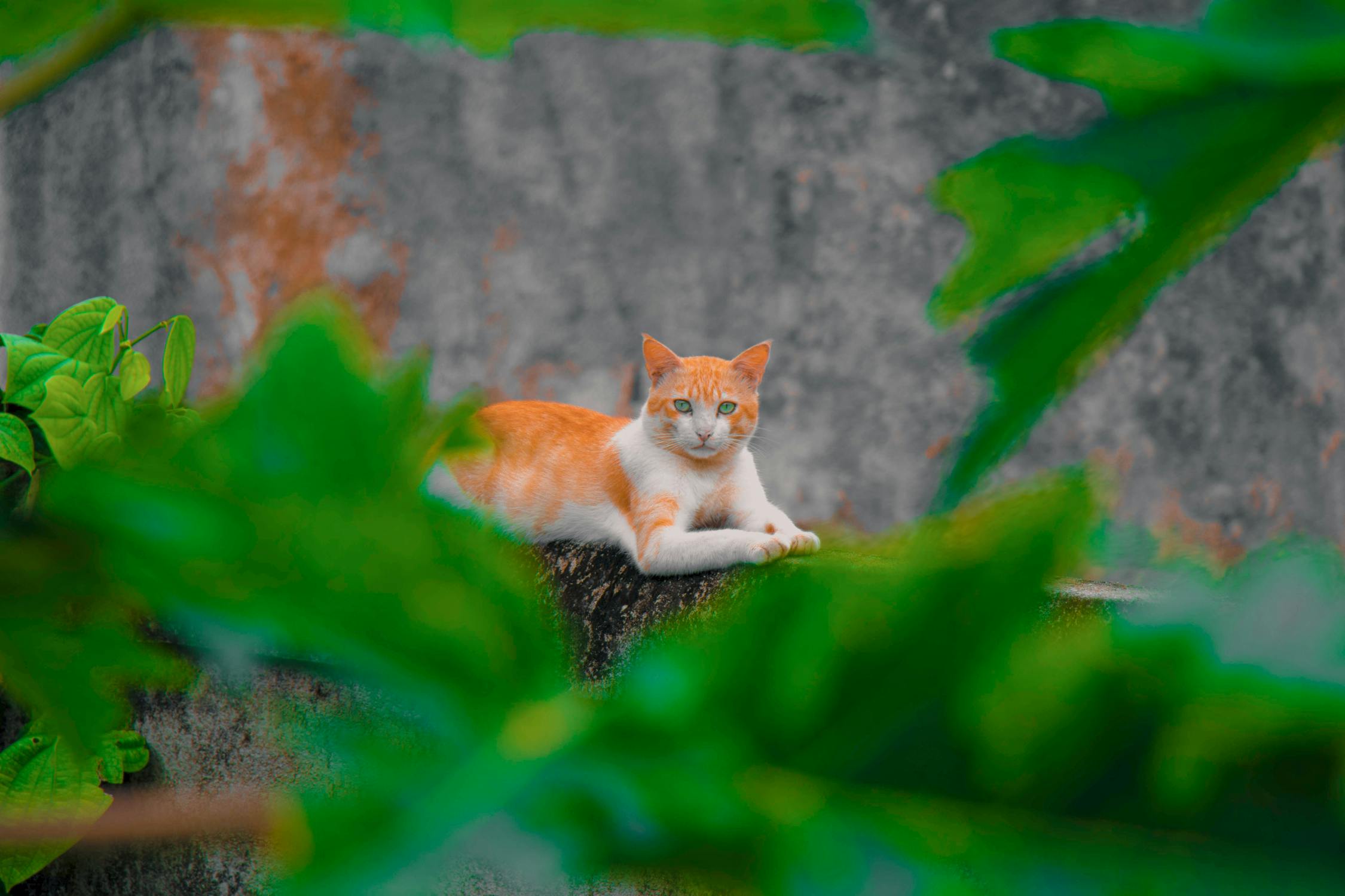 Free Stock Photo Of A Wild Cat Resting On A Wall Adorable Among free-stock-photo-of-a-wild-cat-resting-on-a-wall-adorable-among