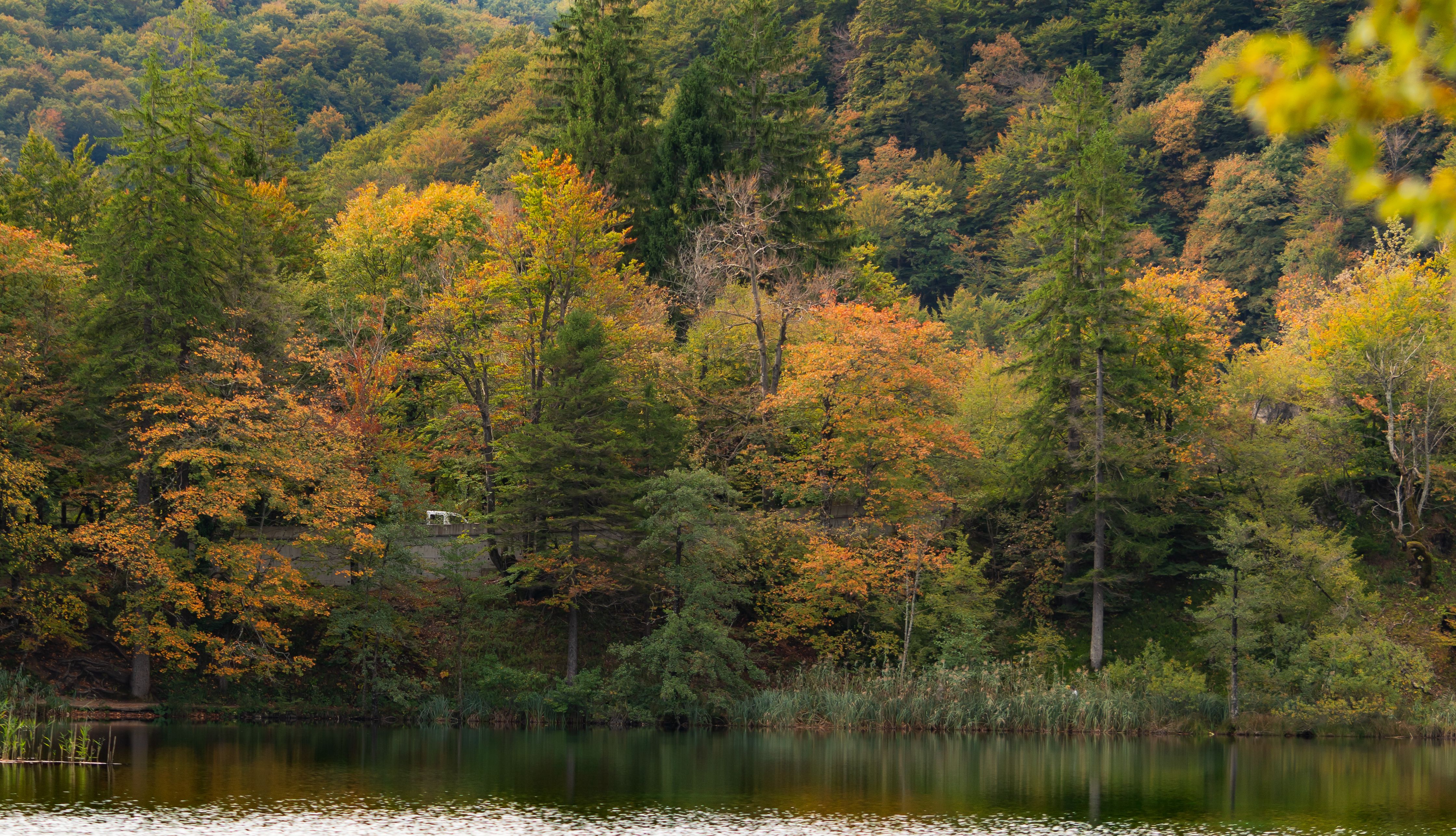 Tranquil Autumn Forest by a Serene Lake · Free Stock Photo