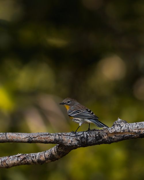 Free A yellow-rumped warbler perched on a branch amidst fall foliage in East Wenatchee. Stock Photo
