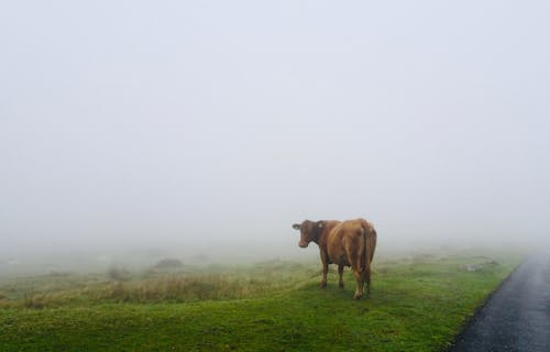 Free stock photo of lonesome cow