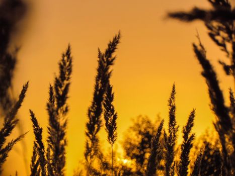 Silhouetted grasses against a vibrant golden sunset create a serene outdoor scene.
