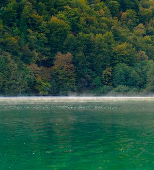 Tranquil forest and misty lake scene with autumn foliage under a soft morning light, capturing nature's serene beauty.
