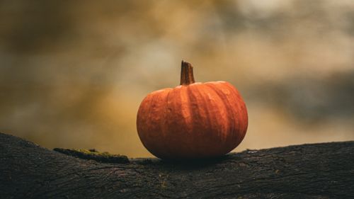 Free A vibrant orange pumpkin sits on a moss-covered log, encapsulating the essence of fall ambiance. Stock Photo