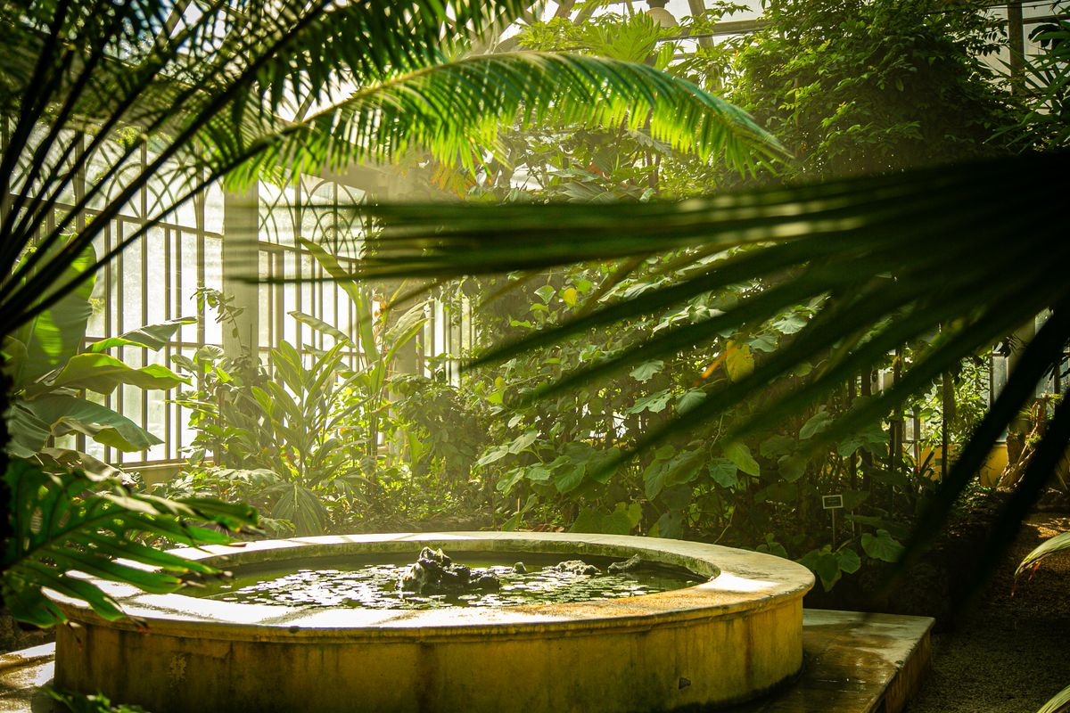 Interior de sera insorit, cu vegetatie tropicala densa, la Catania