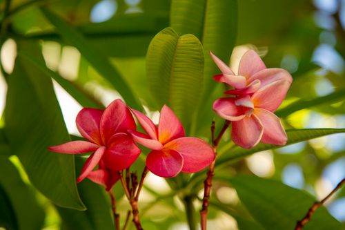 Free Close-up of vibrant pink plumeria flowers against lush green foliage in Catania, Sicily. Stock Photo