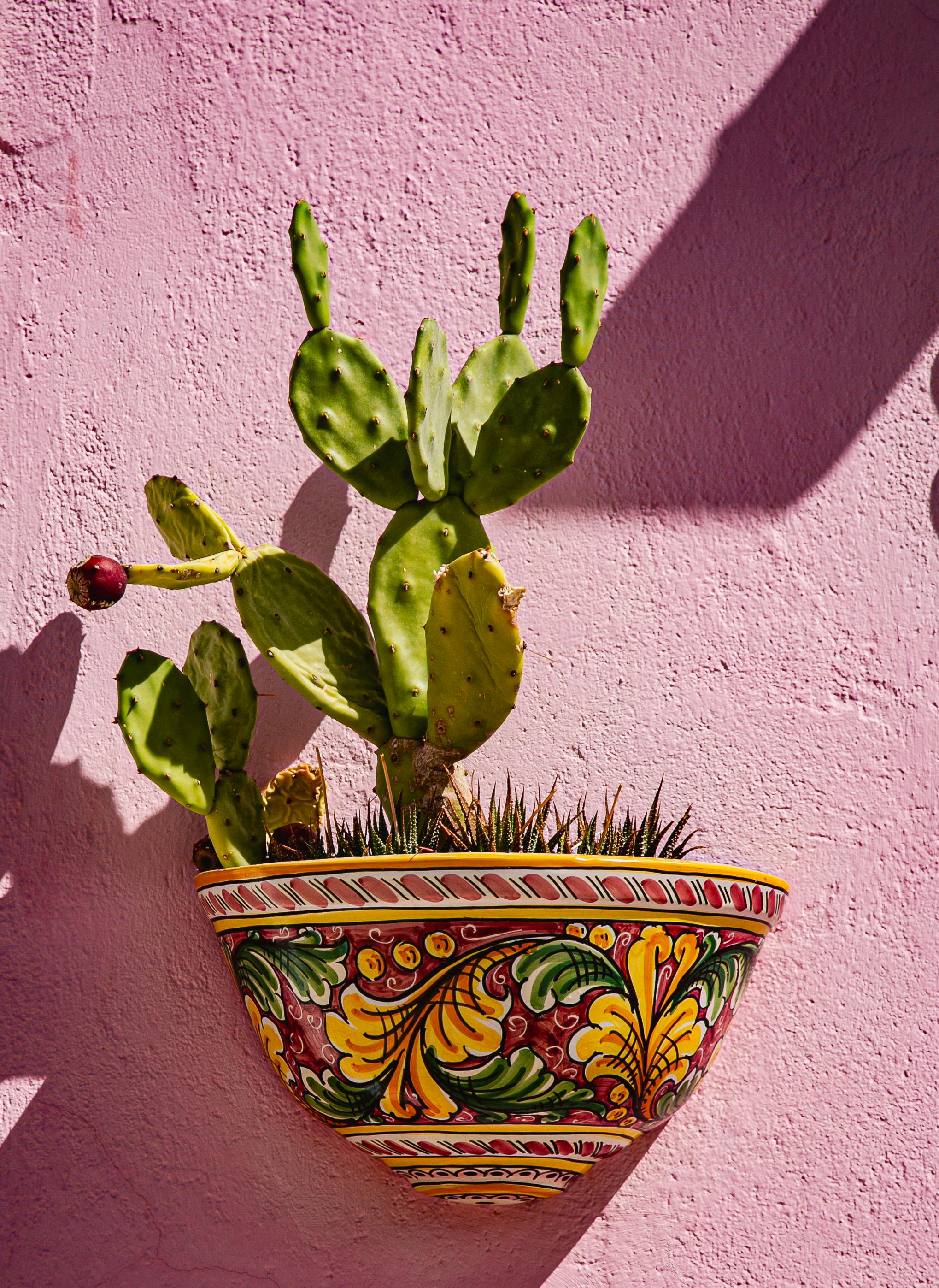 Vibrant cactus in a decorative pot against a pink wall in Marzamemi.