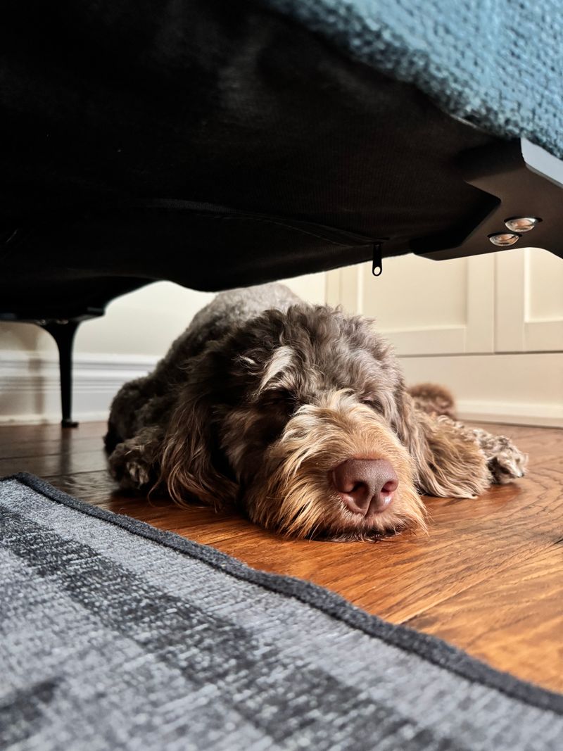 Benny - photo 1