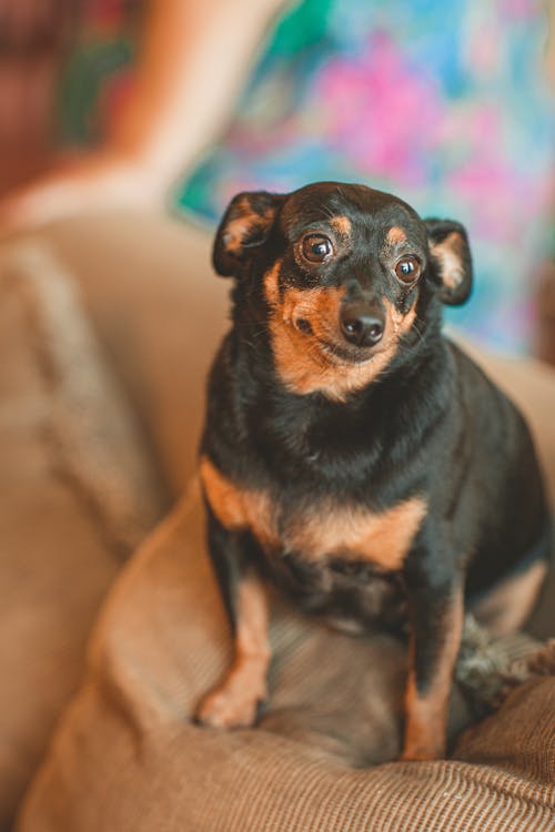 Photo De Chien Assis Sur Un Oreiller