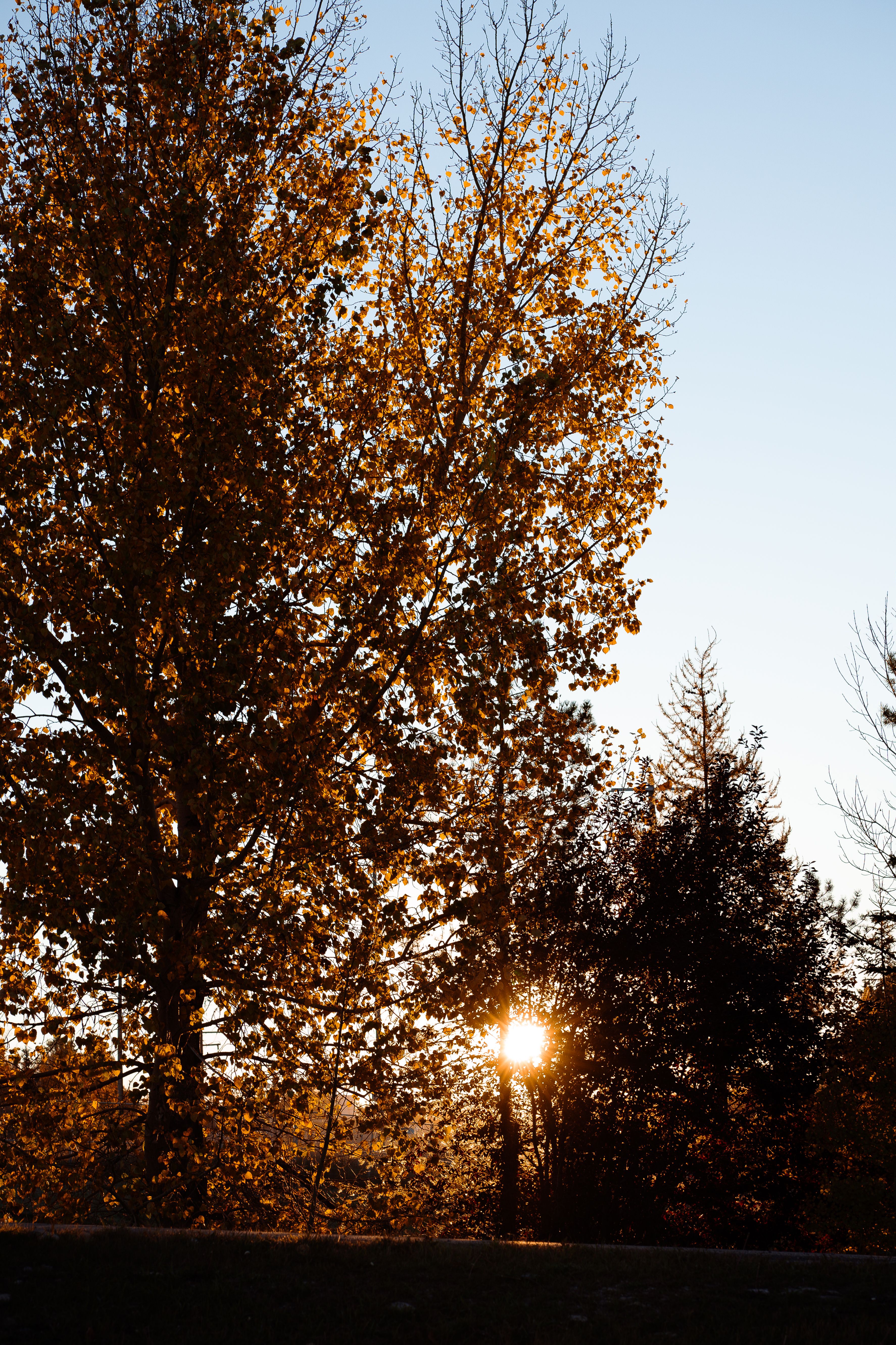 Sunrise Through Autumn Trees in Cochrane, Canada · Free Stock Photo