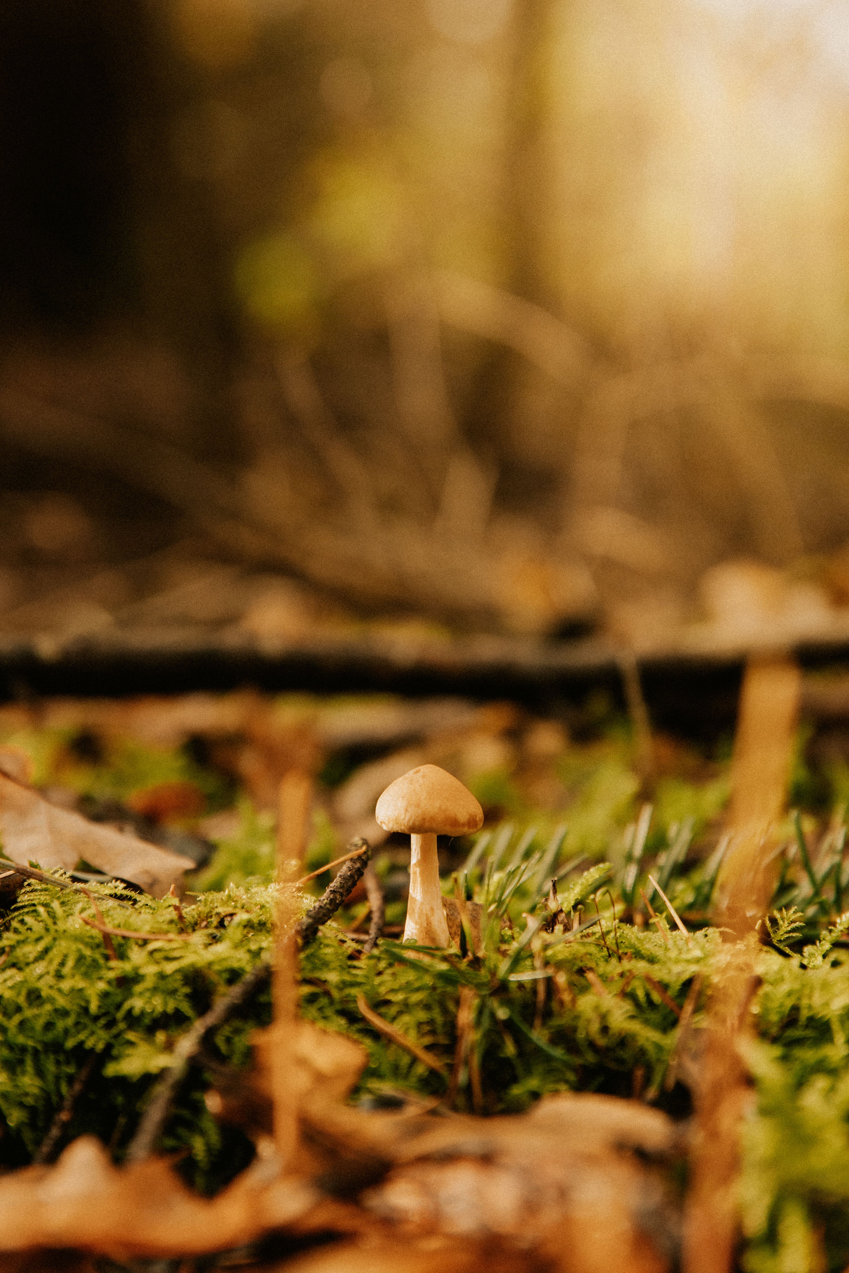 A small mushroom growing amidst vibrant moss and fallen leaves in a sunlit forest setting.