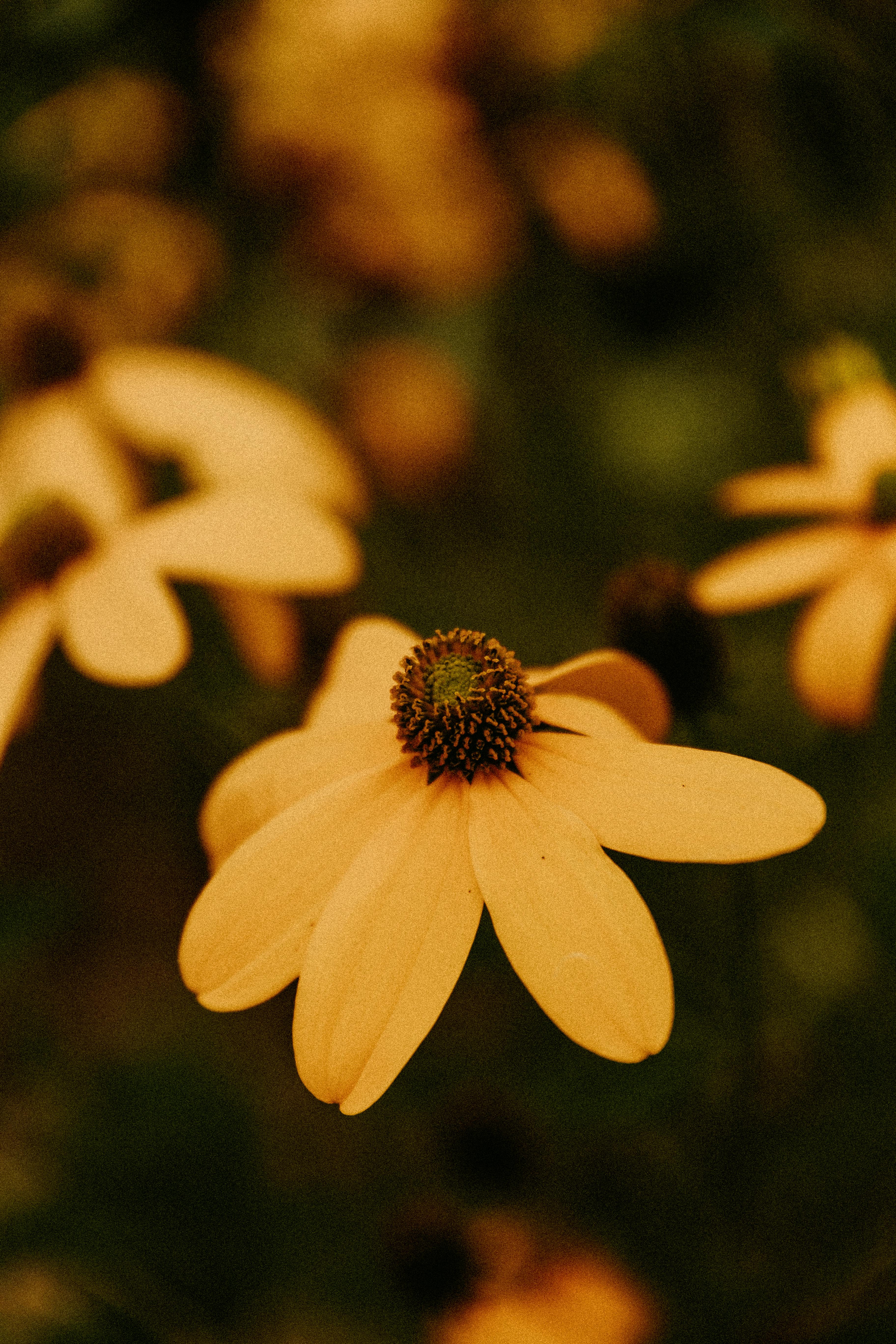 Vibrant close-up of blooming Rudbeckia flowers in a serene forest setting.