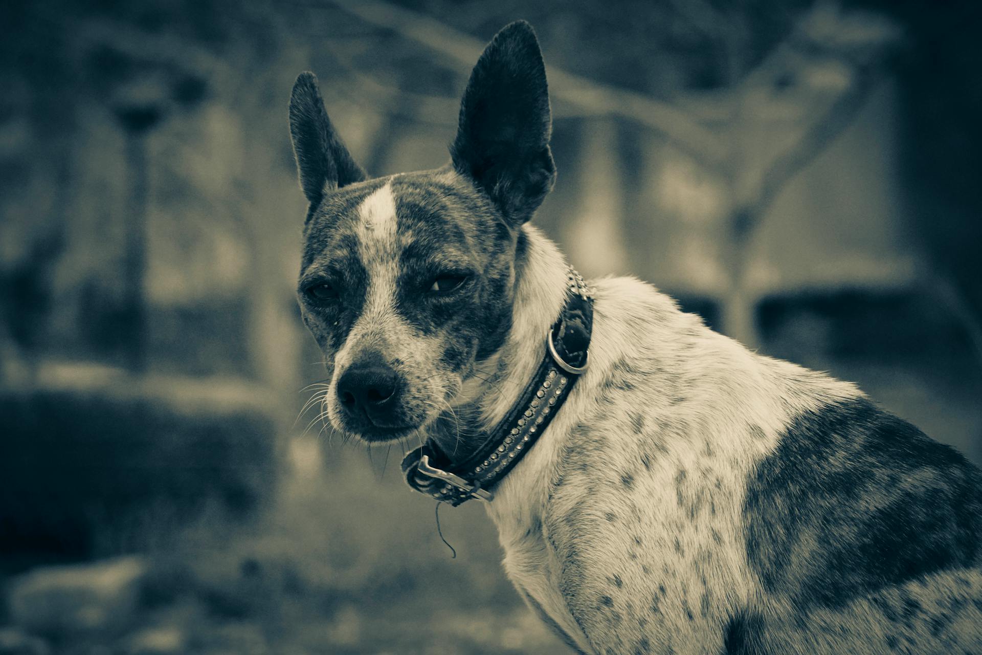 Portrait of a Terrier Mix Dog in Sepia Tone