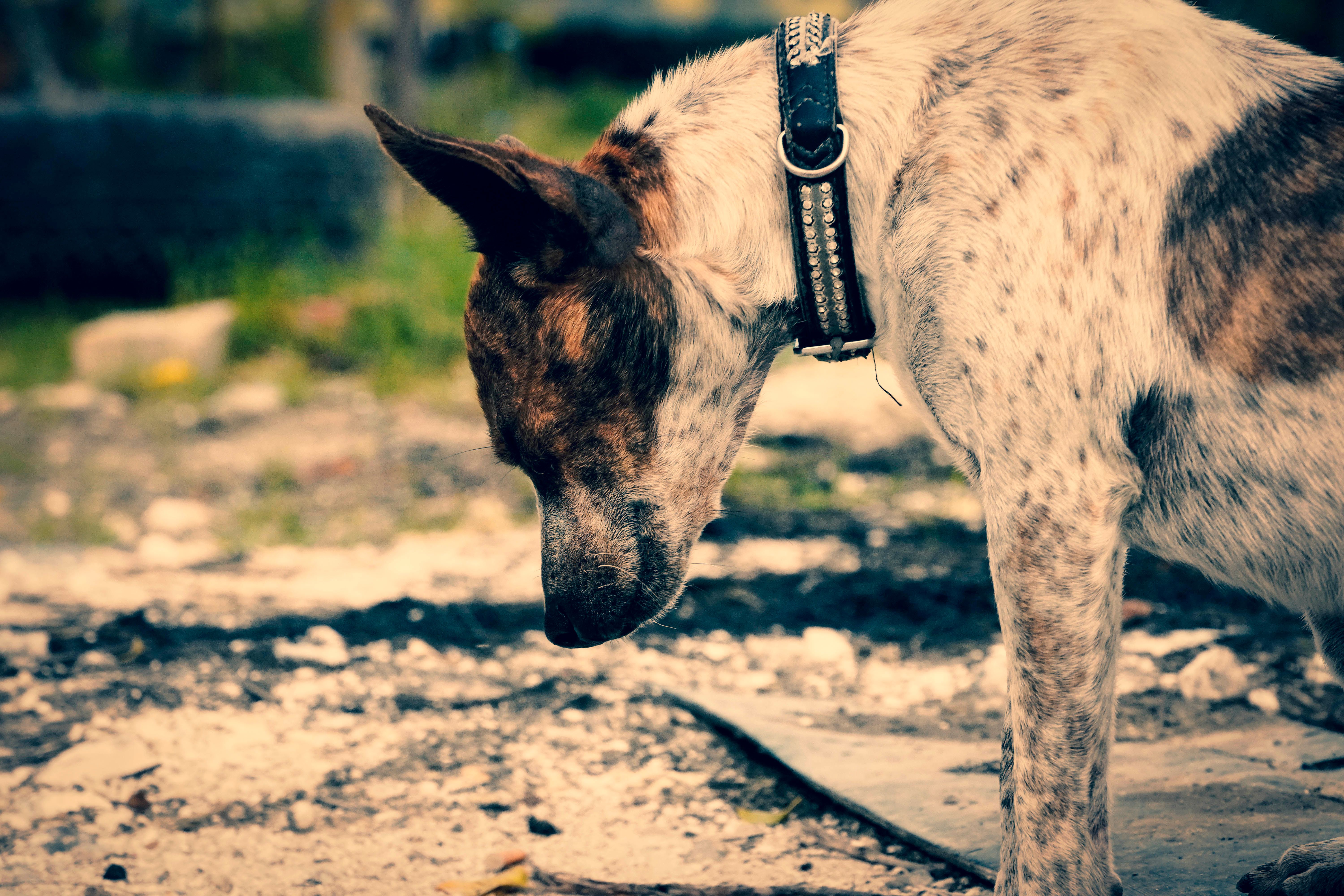 Portrait of a dog at a veterinary clinic