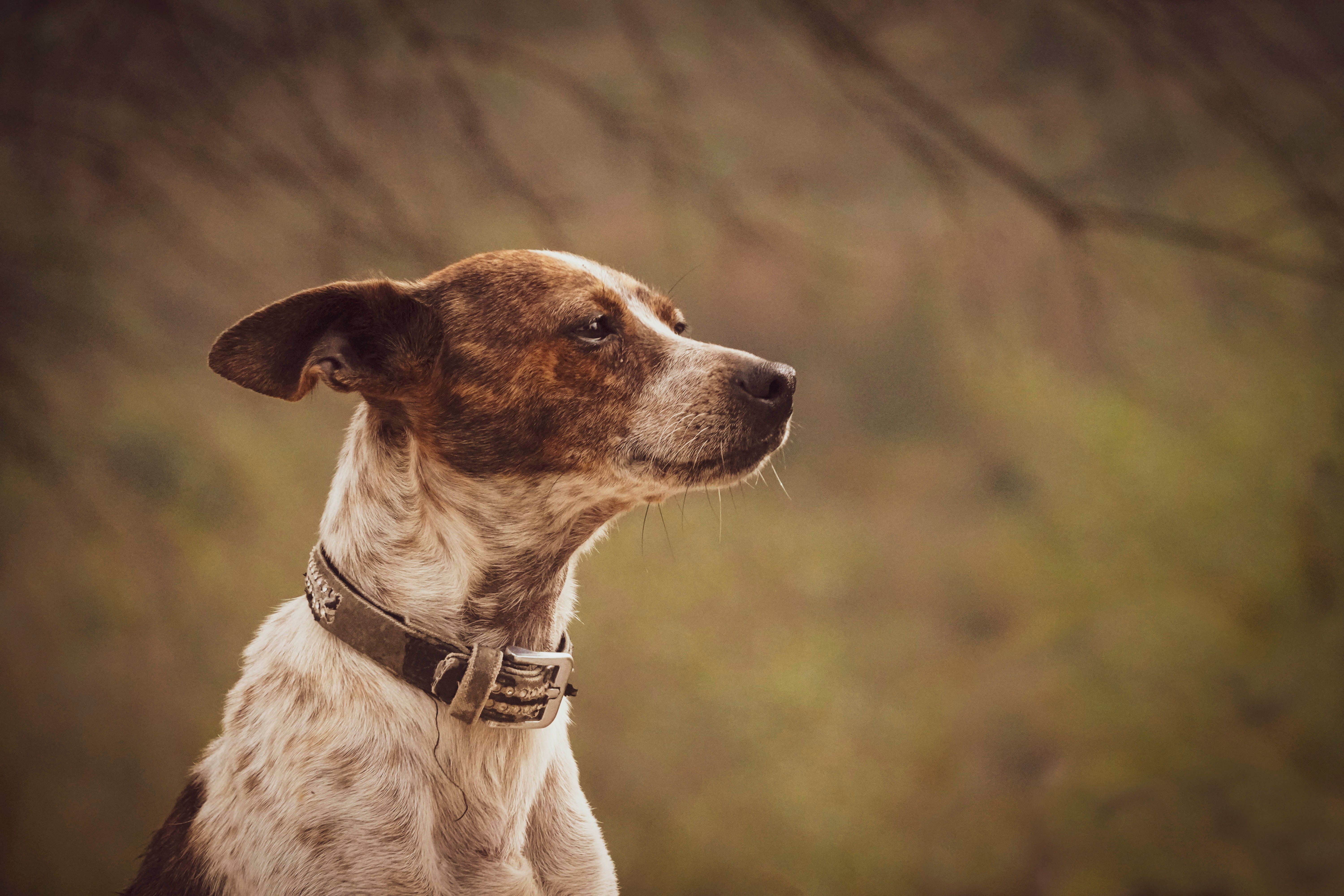 Veterinary care for a dog