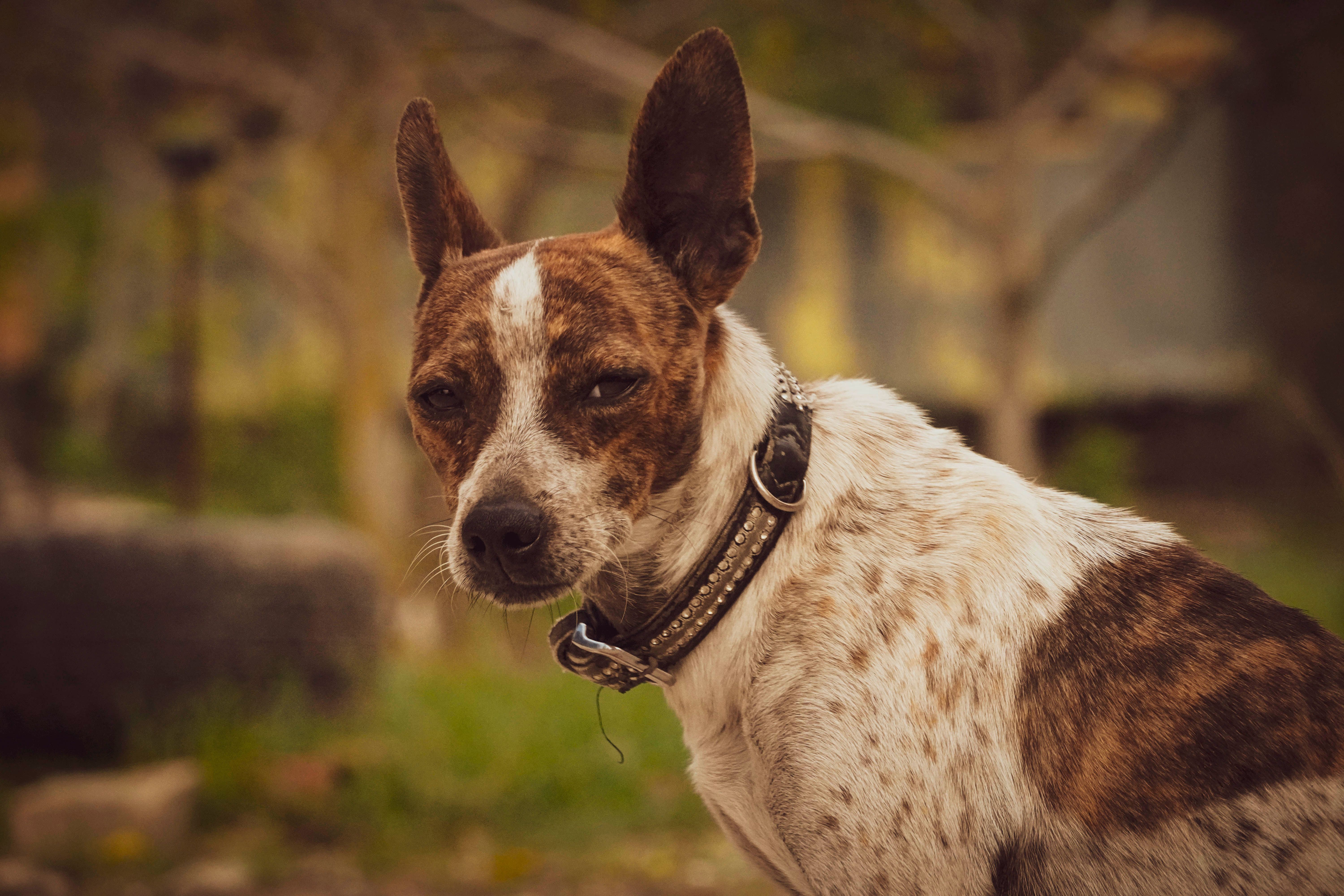 Dog Collars