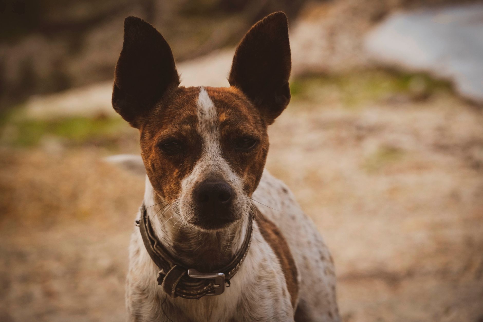 The Quiet Seekers: Basenji and Italian Greyhound