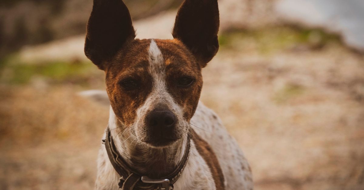 Best Dog Collar for Safety and Comfort: Find Your Pup's Perfect Match 2024 1 Best Dog Collar