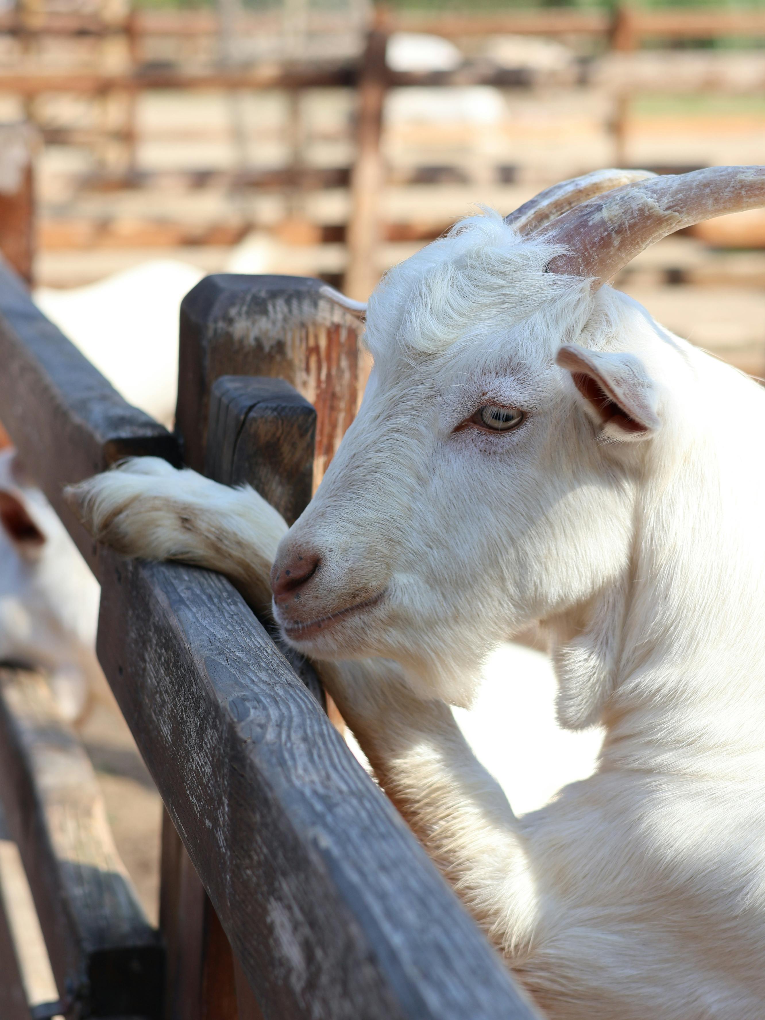 Gratuit Photos gratuites de agriculture, animal à cornes, animal de ferme Photos