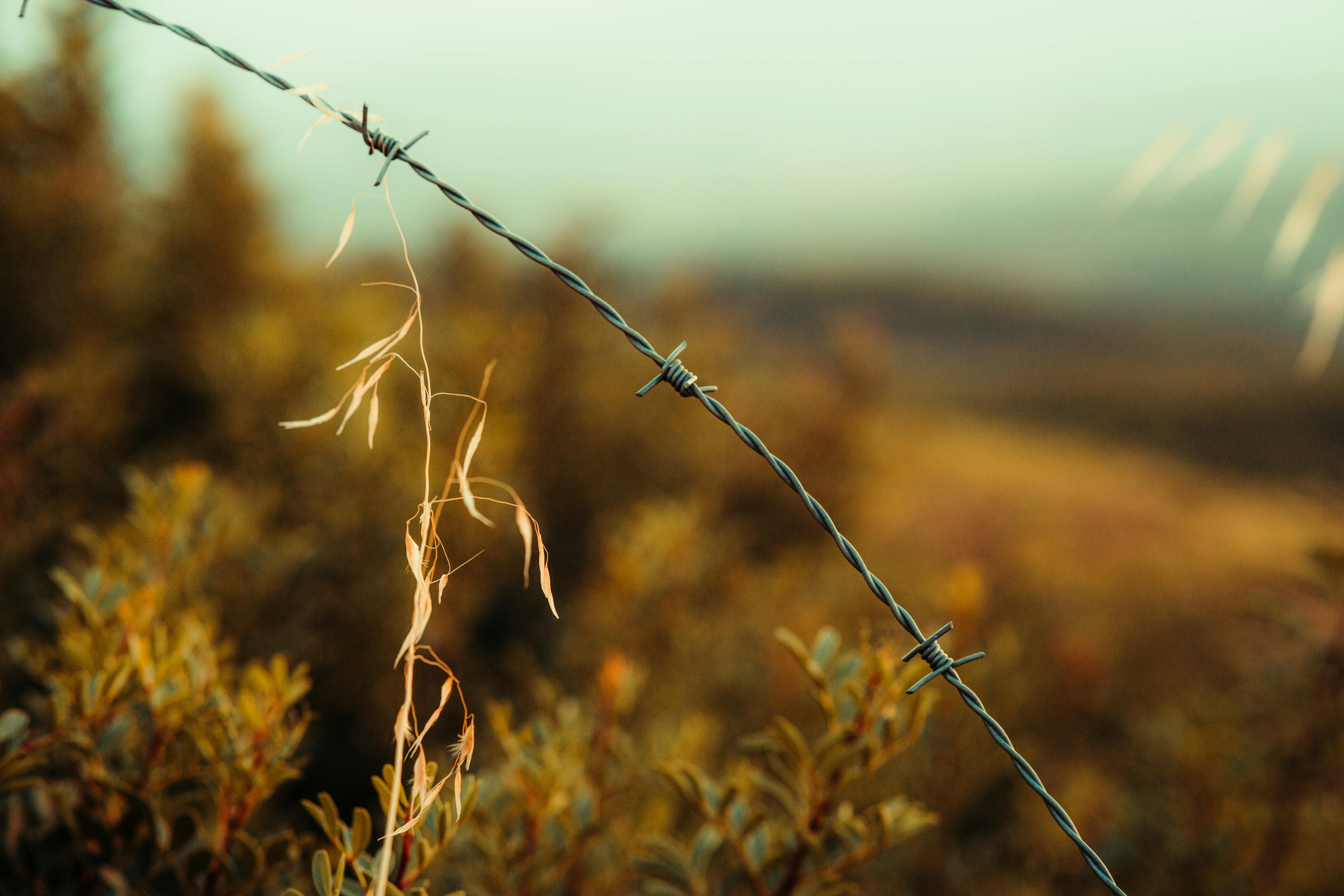 Close-up of double-strand barbed wire with sharp barbs - barbed wire fencing