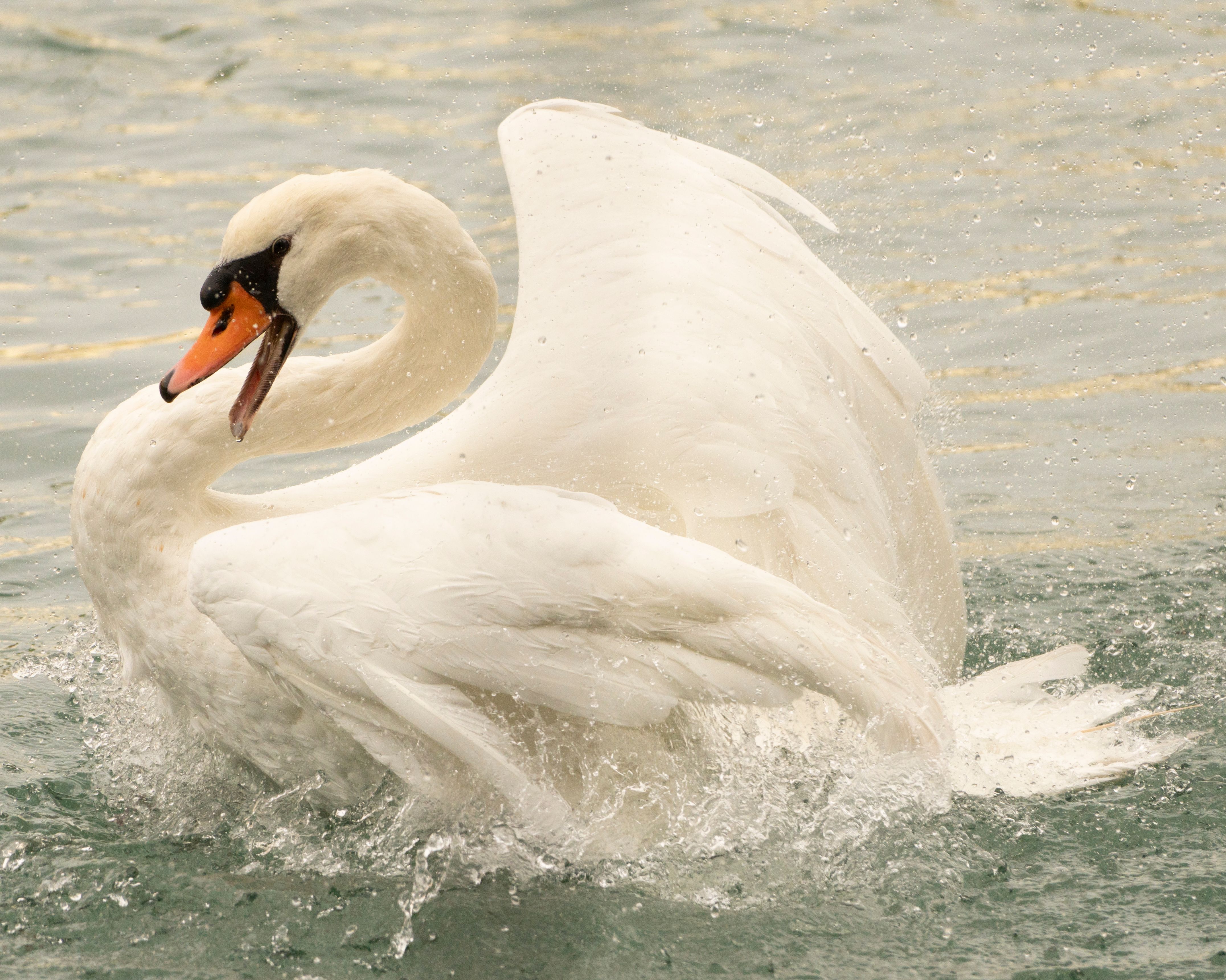 Elegant White Swan in Motion on Water · Free Stock Photo