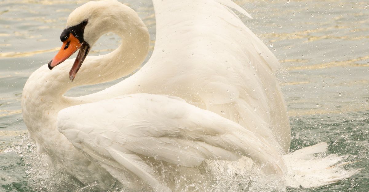 Swan Inmotion Elegant White Swan in Motion on Water · Free Stock Photo