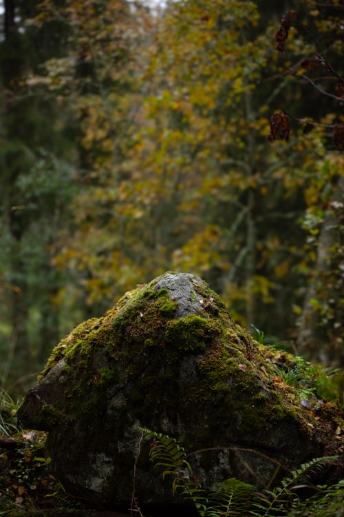 Free A moss-covered boulder in a tranquil forest with lush greenery, capturing the essence of untouched nature. Stock Photo