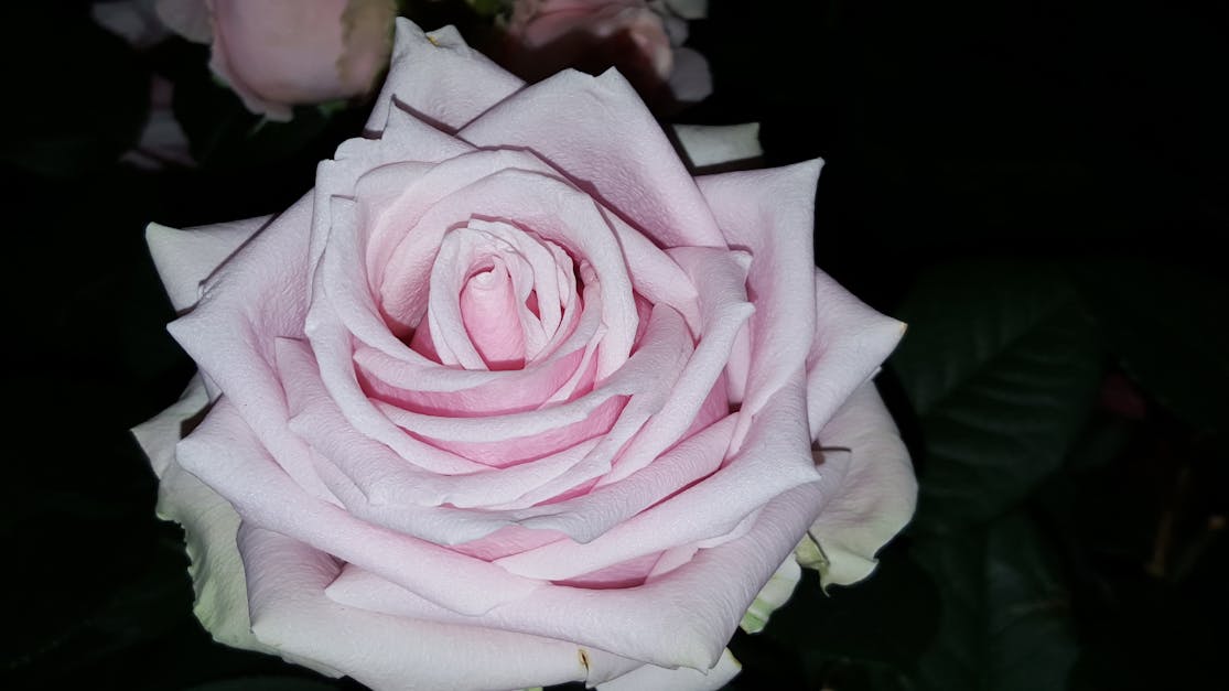 Free stock photo of Pink Rose