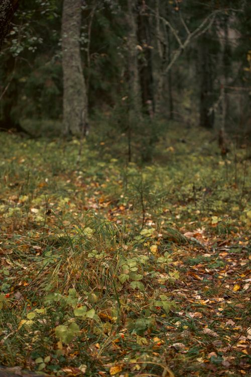 Free A tranquil forest scene featuring a pathway lined with autumn leaves and lush greenery. Stock Photo
