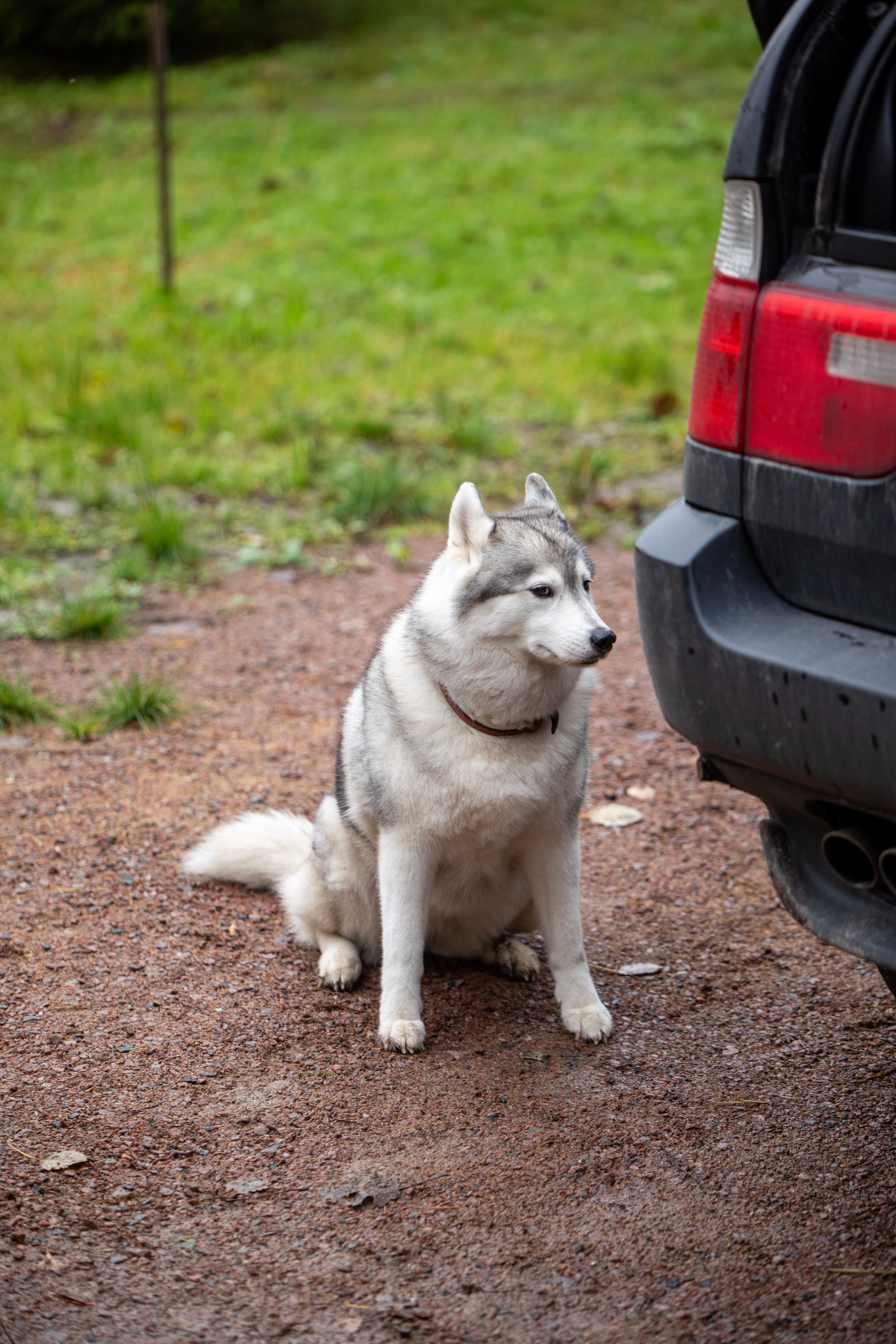A Siberian Husky sitting beside an SUV on a gravel driveway in a grassy area.