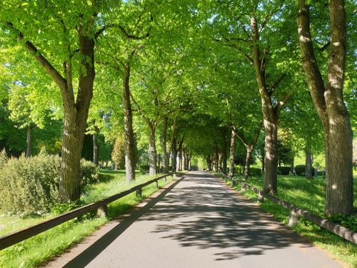 Free A serene tree-lined path on a sunny day in Jonkoping County, Sweden. Stock Photo