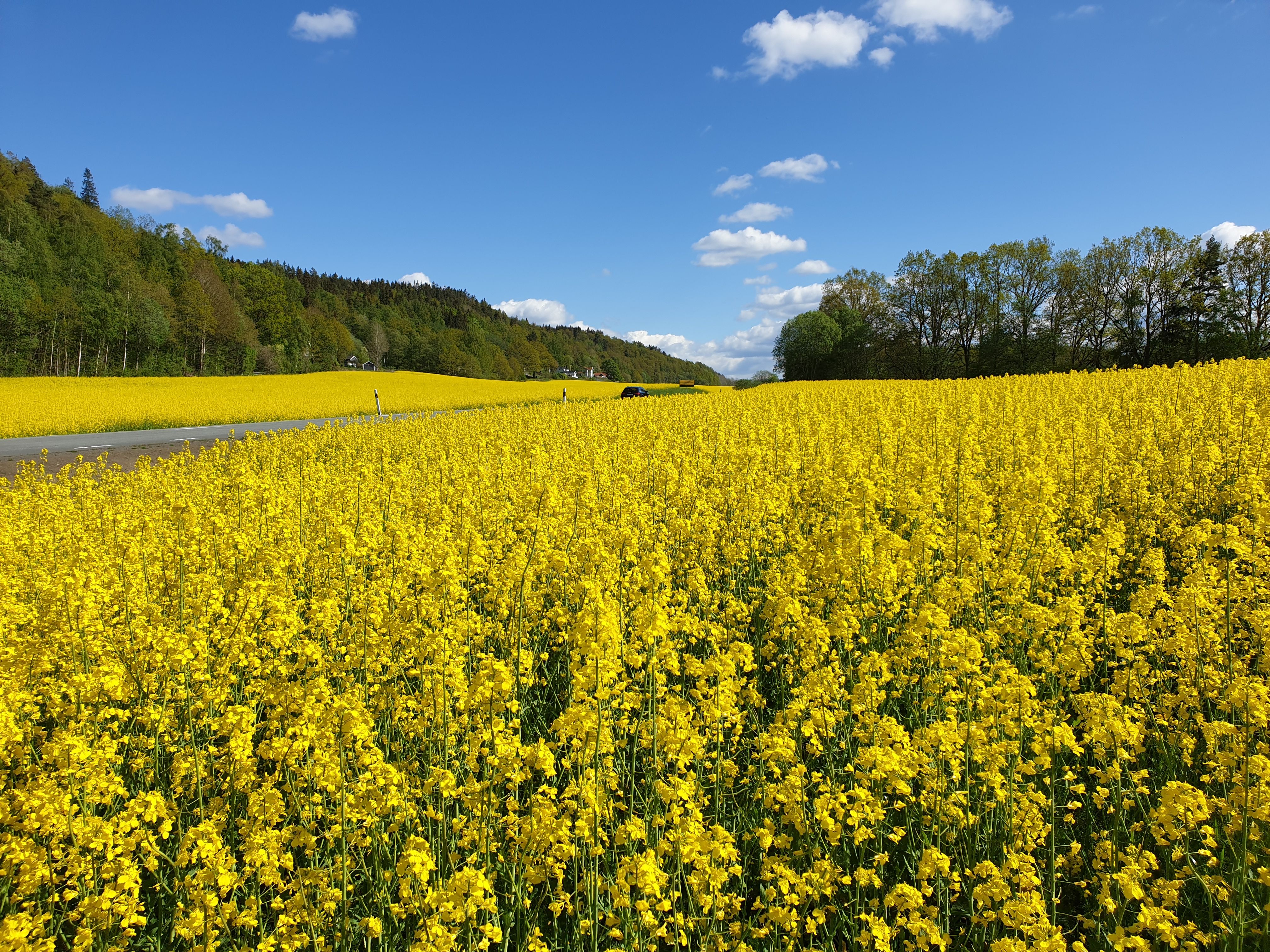 Scenic Yellow Rapeseed Field Under Blue Sky · Free Stock Photo