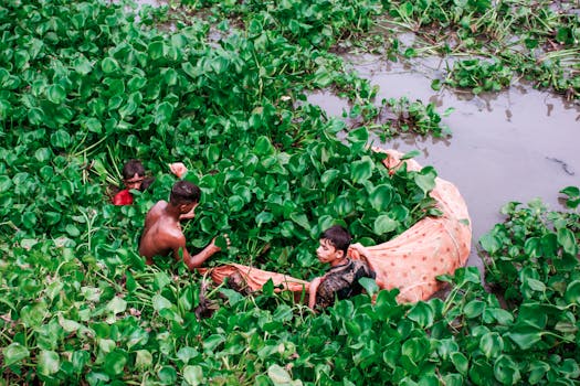 在郁郁葱葱的沼泽地绿色睡莲中，男孩正从事传统捕鱼