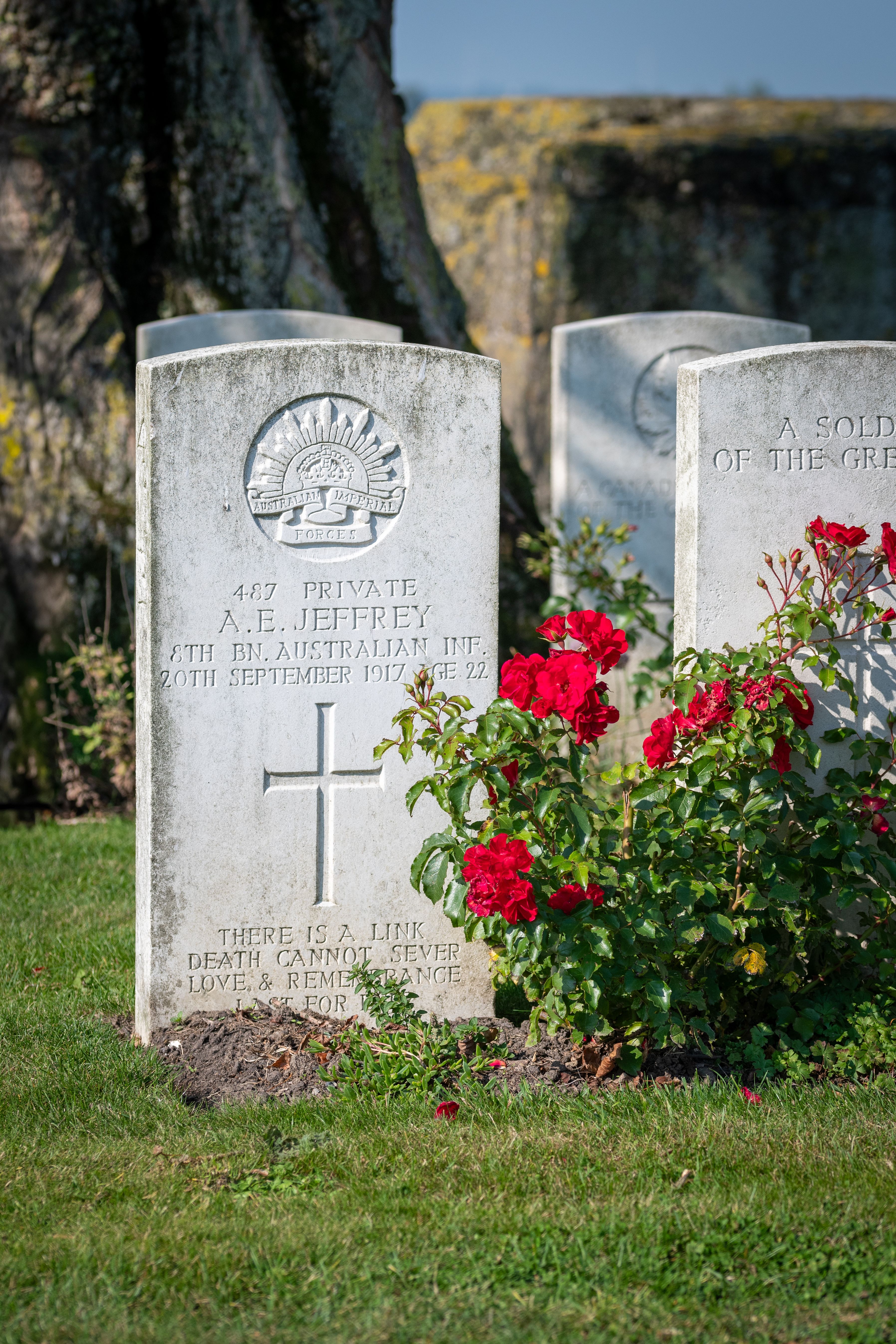 Gravestone of a World War I soldier with red roses, commemorating private A.E. Jeffrey.