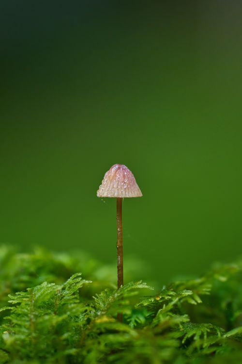 Free Close-up of a tiny mushroom on a green mossy forest floor, capturing nature's simplicity. Stock Photo