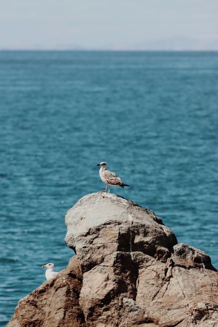 A serene view of a seagull perched on a rock with the azure Aegean Sea in the background.