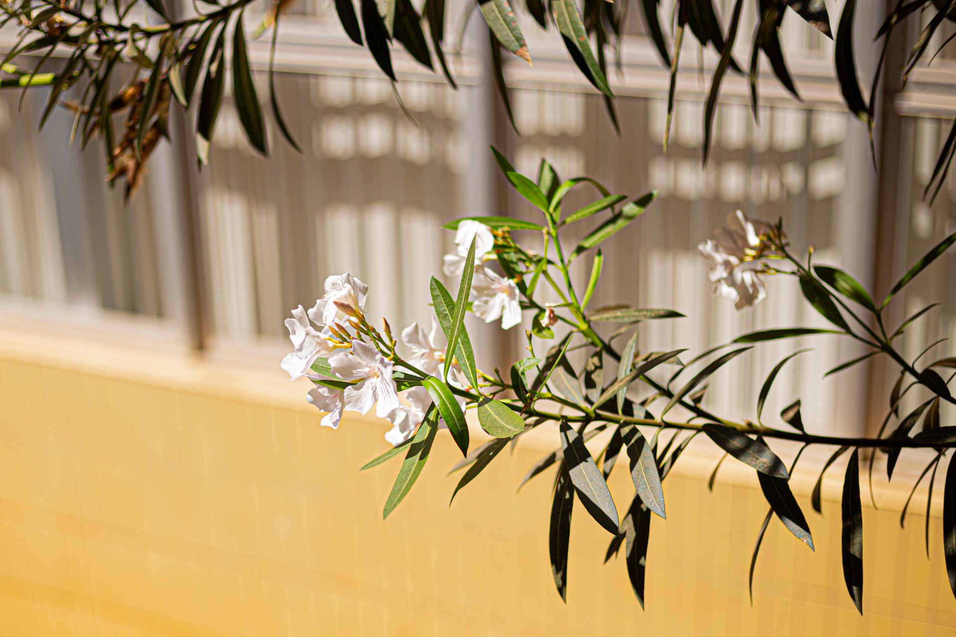 White Oleander in Sunlit Brazilian Urban Setting