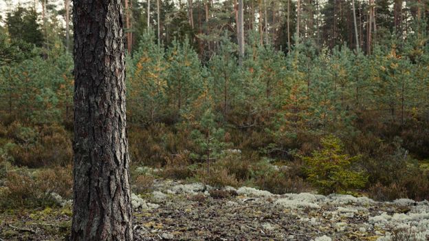 Tranquil forest scene featuring evergreen pine trees and mossy ground.