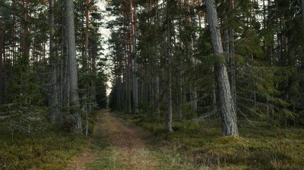 A peaceful forest trail surrounded by tall evergreen trees, perfect for nature walks and solitude.