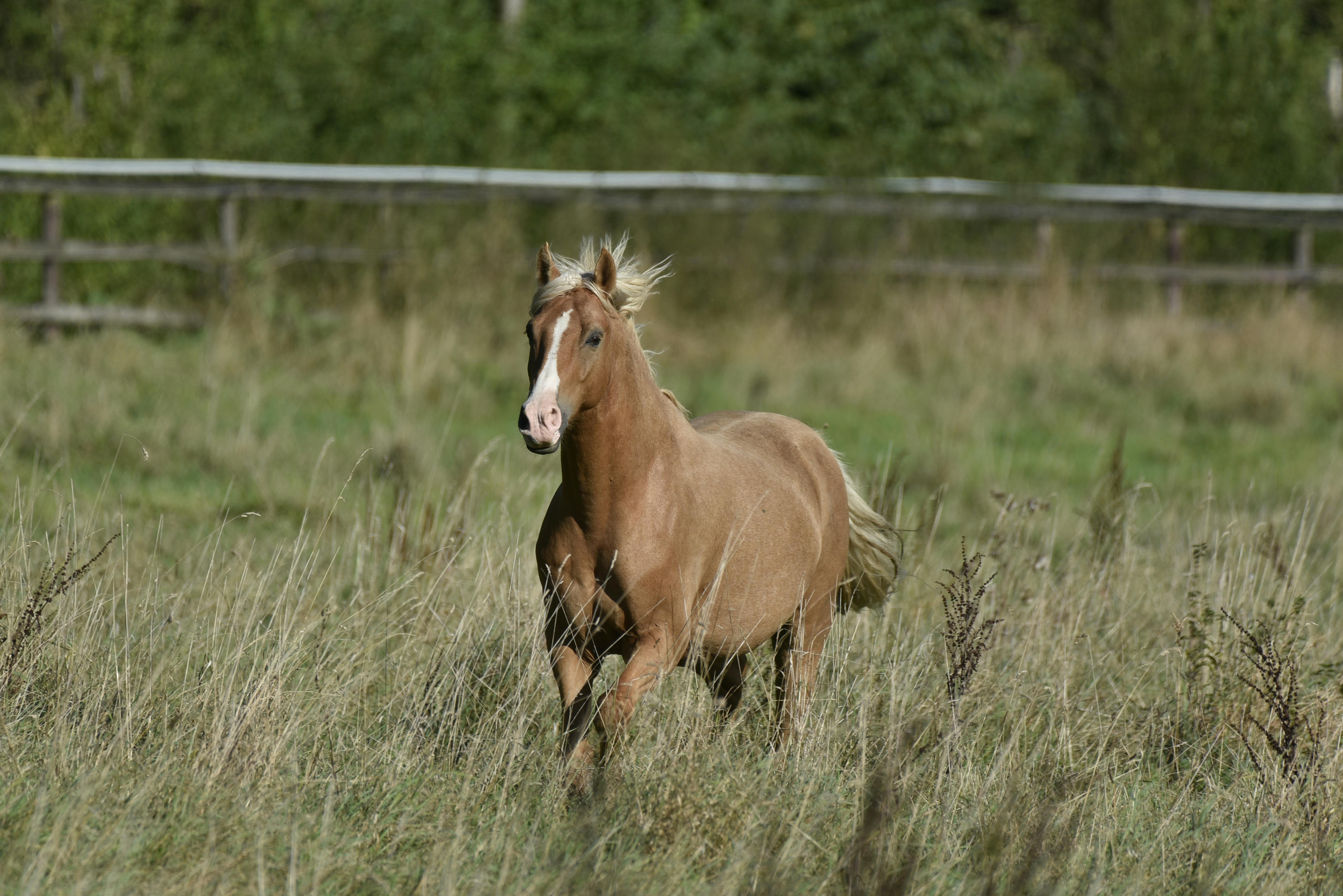 Pferdeverhalten: Körpersprache deuten