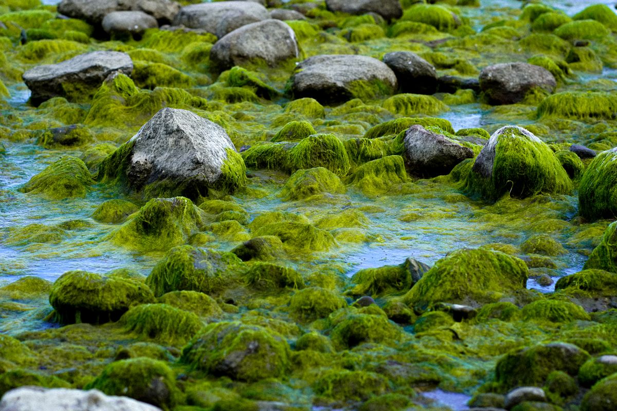 marimo - Pourquoi adopter un marimo chez soi ?