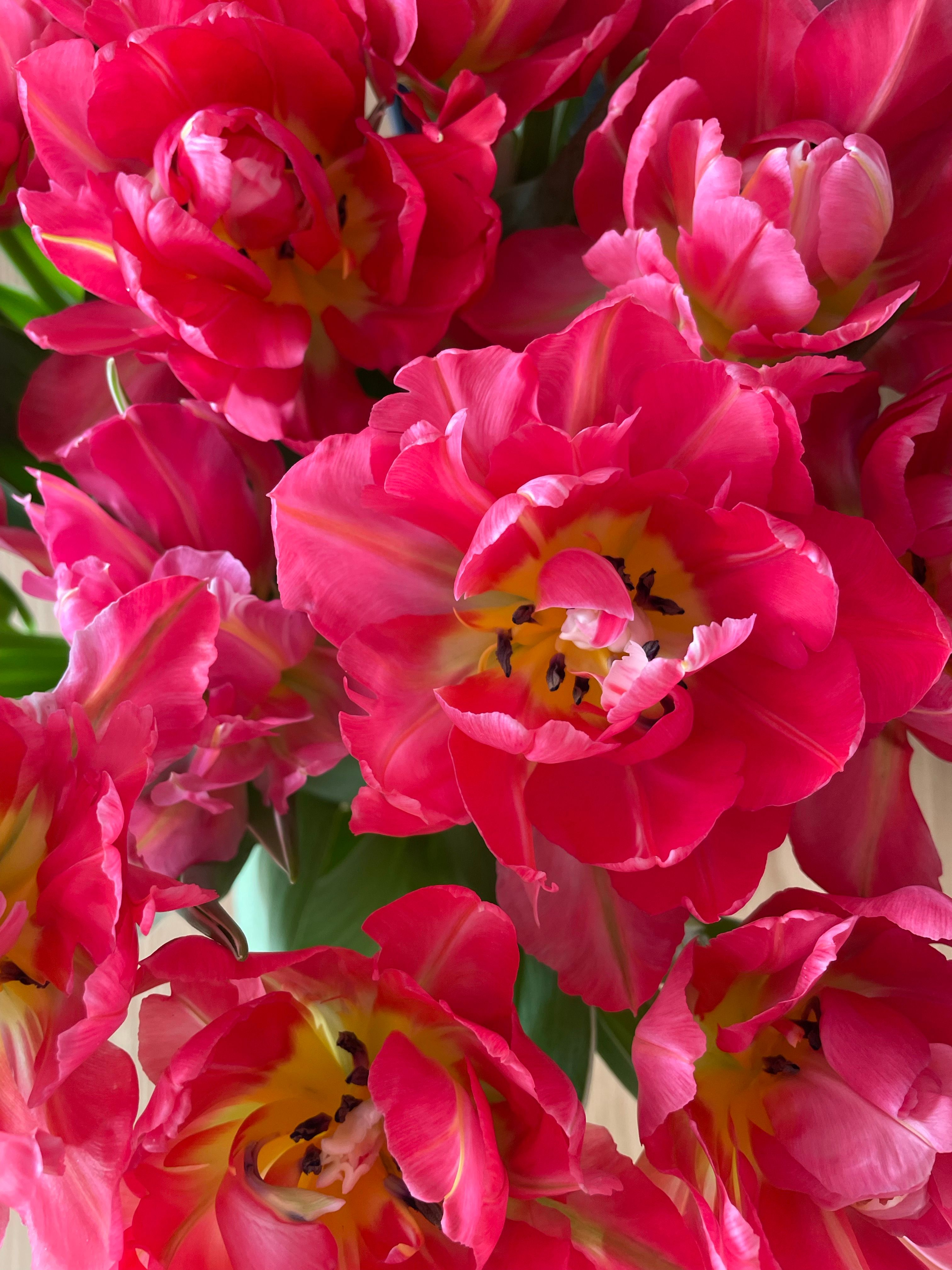 Close-up of vibrant pink tulips in full bloom, showcasing nature's beauty.