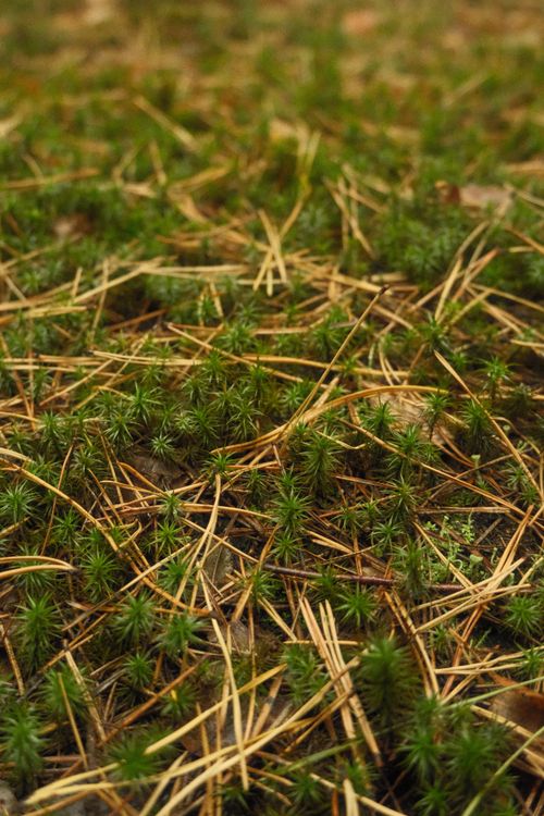 Free Macro shot of vibrant green moss surrounded by scattered pine needles on forest floor. Stock Photo