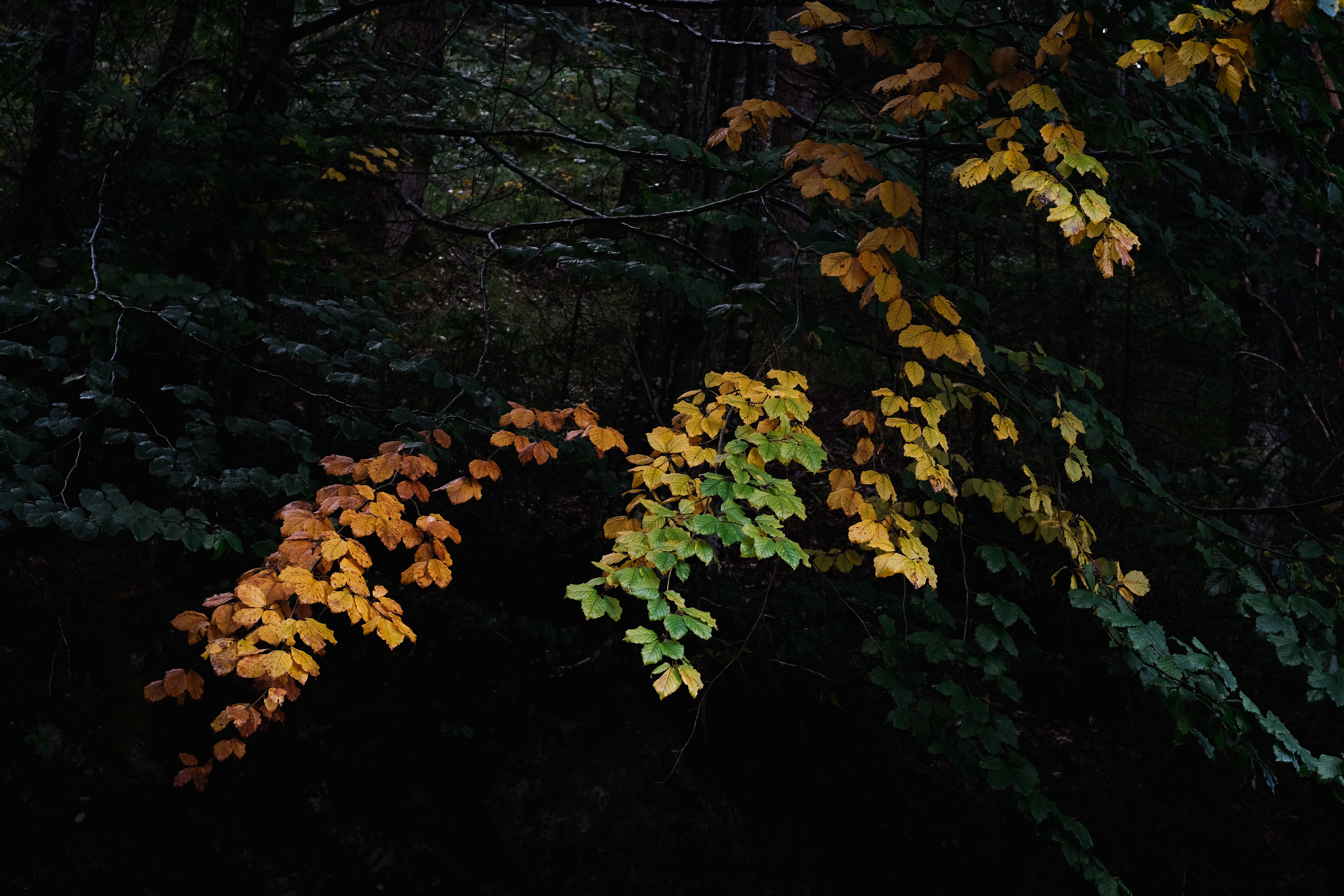 Autumn Leaves in a Dark Forest Setting · Free Stock Photo
